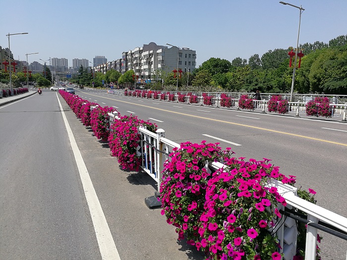 上海道路隔離帶景觀提升