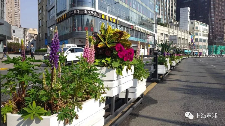 上海道路花箱花卉中的“天、地、人”思想