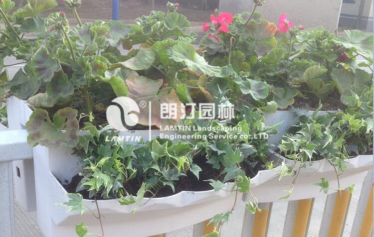 將植物移栽進(jìn)護(hù)欄綠化馬鞍式花盆